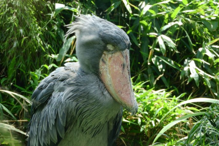 Cegonha-bico-de-sapato - Balaeniceps rex