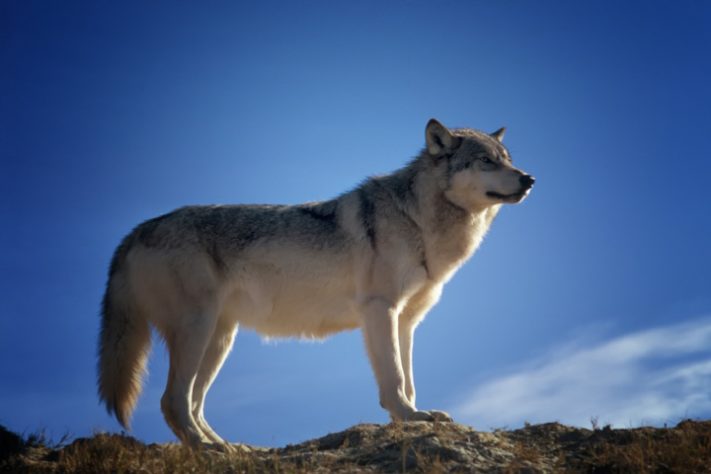 Lobo-cinzento