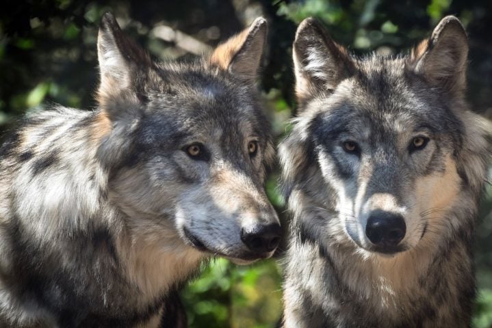 Lobos: Vivendo em matilhas coesas, os lobos encontram na monogamia a base da estrutura social. O casal alfa lidera o grupo, demonstrando grande afeto e cuidado mútuo.