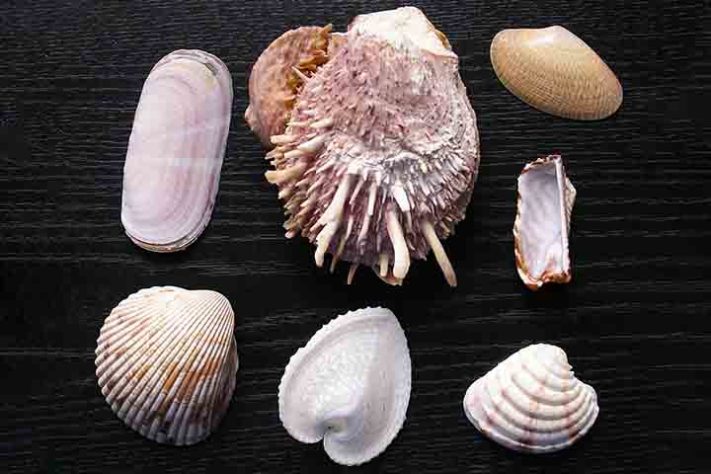 Conchas