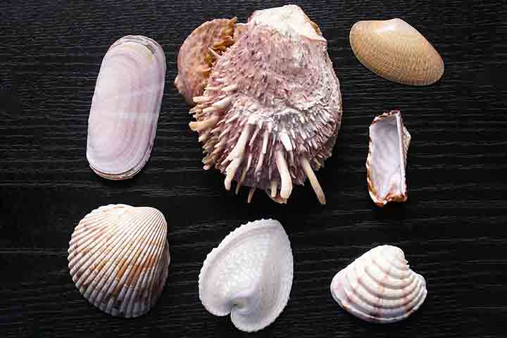 A importância das conchas para o ecossistema marinho