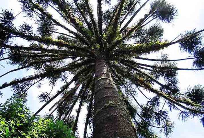 Pinhão
