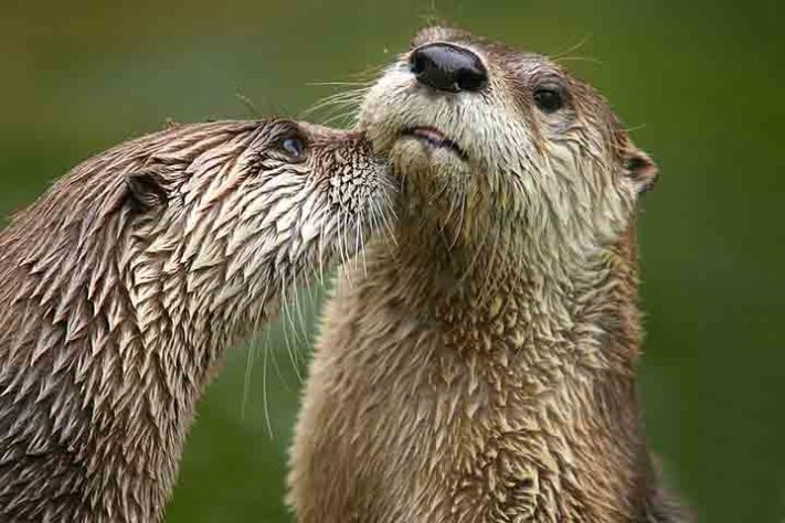 Lontra-canadense - Lontra canadensis - Lontra