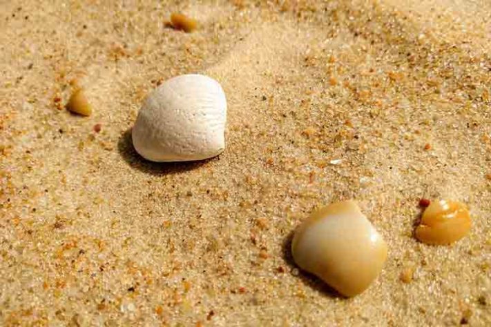 Conchas