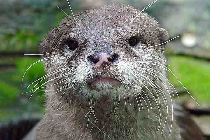 <p>As lontras são mamíferos carnívoros da família dos mustelídeos, grupo que inclui furões e doninhas. Sua origem remonta a milhões de anos, com ancestrais adaptados à vida semiaquática.</p>

