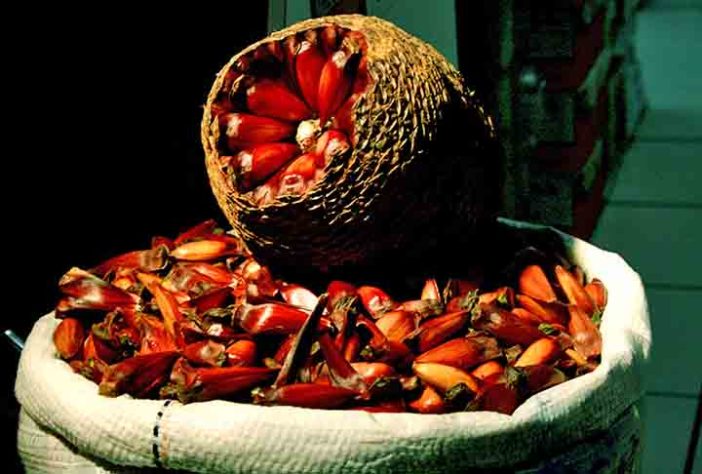 Pinhão