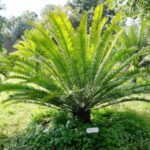Encephalartos woodii - planta mais solitária do mundo