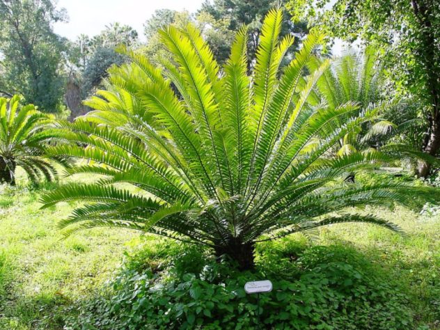 Encephalartos woodii - planta mais solitária do mundo