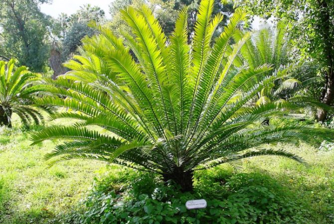 Planta é chamada de ‘solitária’ porque só restaram machos da espécie