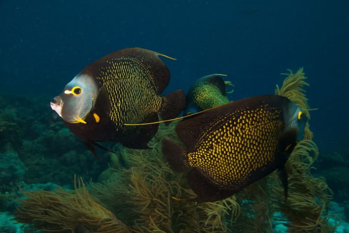 Peixes-frade