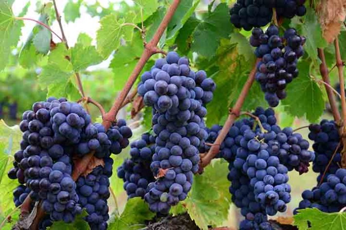 Suco de uva