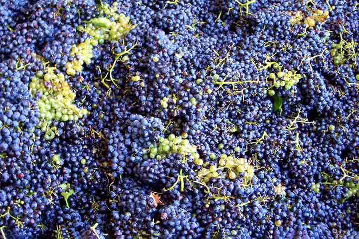 O suco de uva também apresenta grande quantidade de potássio na sua composição, o que favorece a eliminação de sódio do organismo e pode ajudar no controle da pressão arterial. - -Imagem de Regina por Pixabay