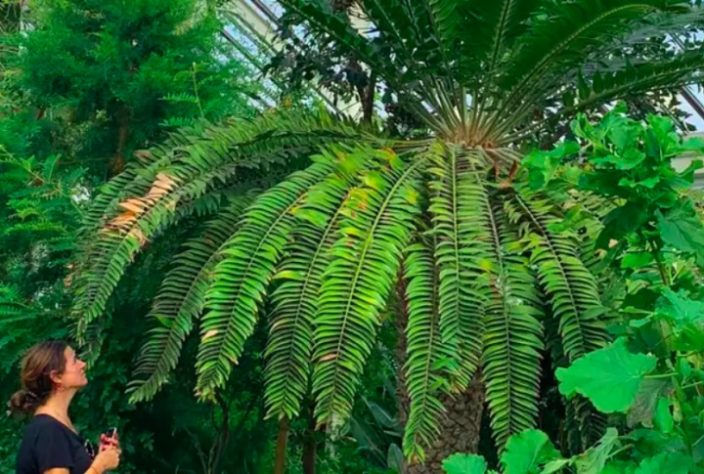 Cientistas tentam encontrar fêmea para planta mais solitária do mundo - Encephalartos woodii