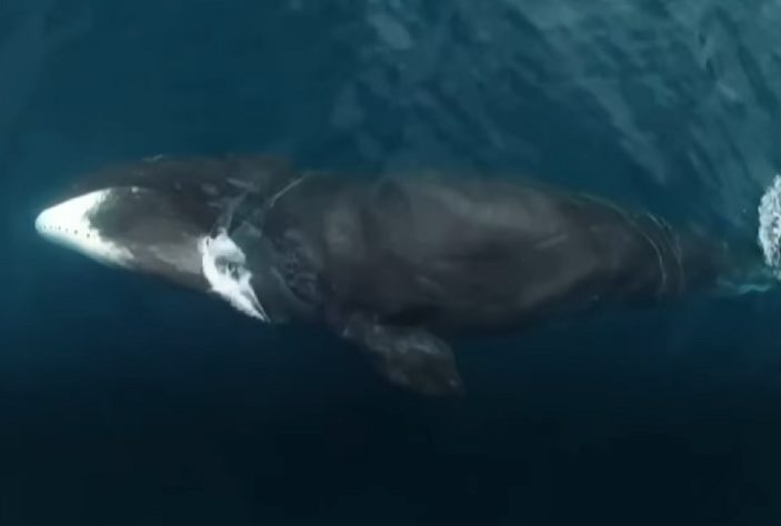 Japão lança maior navio de caça a baleias do mundo