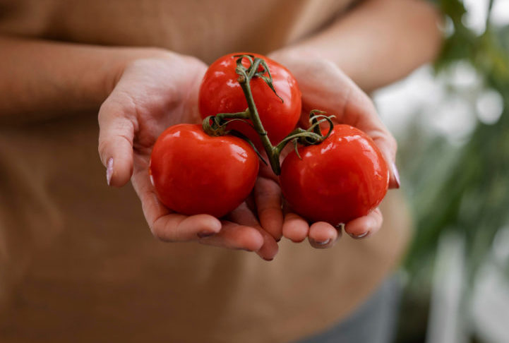 A produção de tomates é fundamental para a agricultura da Itália, tanto para consumo direto quanto para processamento industrial. 