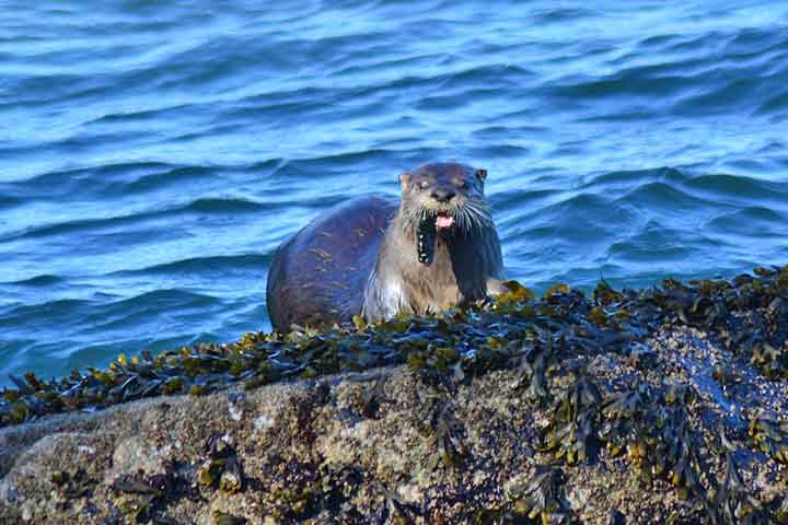 <p>Elas estão distribuídas em vários continentes, como América, Europa, Ásia e África. A presença da espécie costuma indicar boa qualidade ambiental do local.</p>
