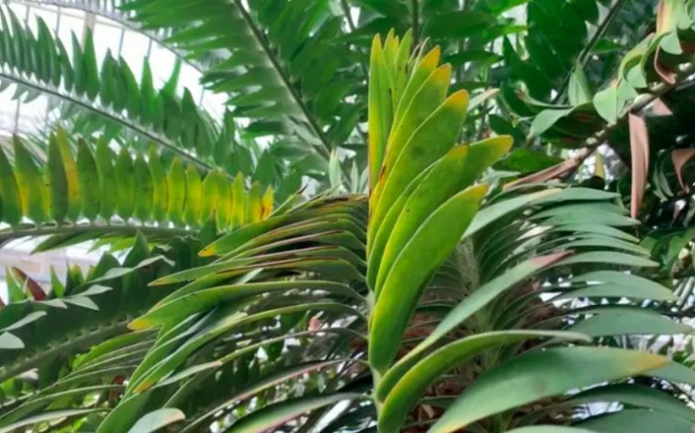 Cientistas tentam encontrar fêmea para planta mais solitária do mundo - Encephalartos woodii