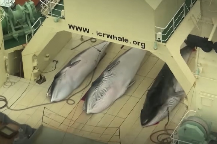 “Os novos planos de caça às baleias-fin são extremamente preocupantes. Elas são a segunda maior espécie do planeta. A caça causa imenso sofrimento devido ao tamanho desses animais, sem mencionar o tempo significativo entre o primeiro arpão e a morte", afirmou Nicola Beynon, chefe de campanhas da Humane Society International (HSI) na Austrália.