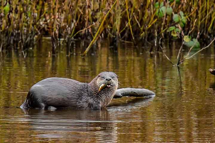 <p>O tempo de vida varia conforme a espécie e o ambiente. Na natureza, costumam viver entre 10 e 15 anos, enquanto em cativeiro podem ultrapassar 20 anos.</p>
