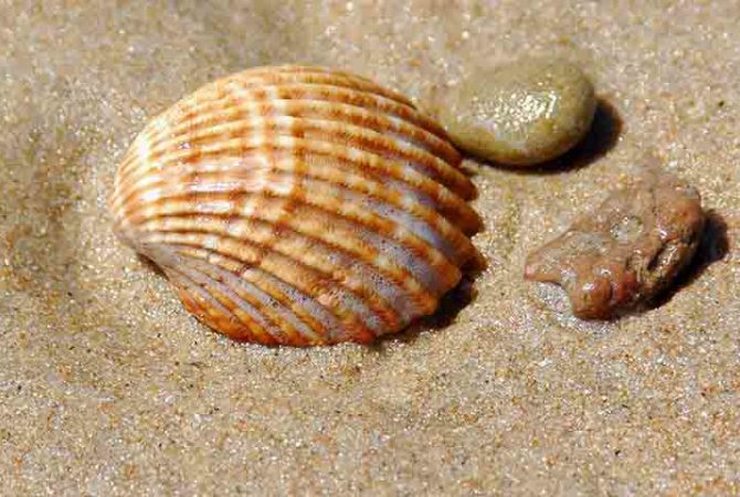 Entenda a importância das conchas para o ecossistema marinho