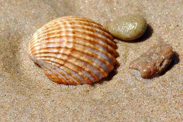 Conchas do Mar - Flickr Tomás de Cos Relaño