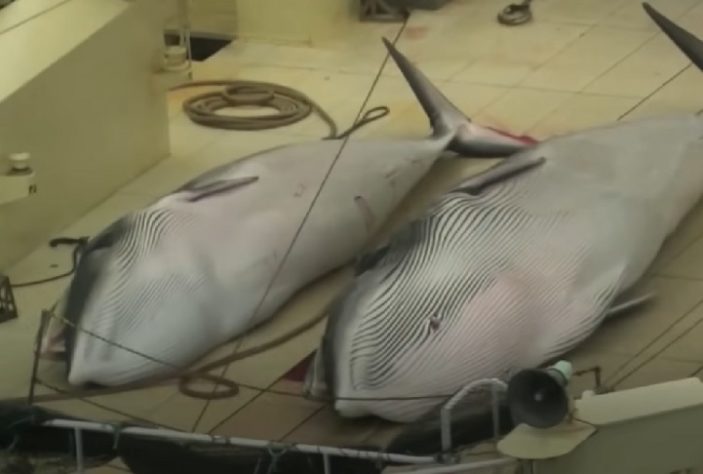 Japão lança maior navio de caça a baleias do mundo