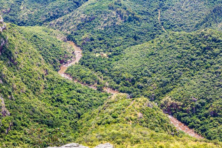 Cientistas tentam encontrar fêmea para planta mais solitária do mundo - Encephalartos woodii