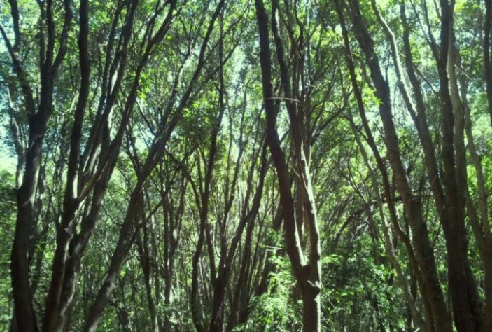 Cientistas tentam encontrar fêmea para planta mais solitária do mundo - Encephalartos woodii