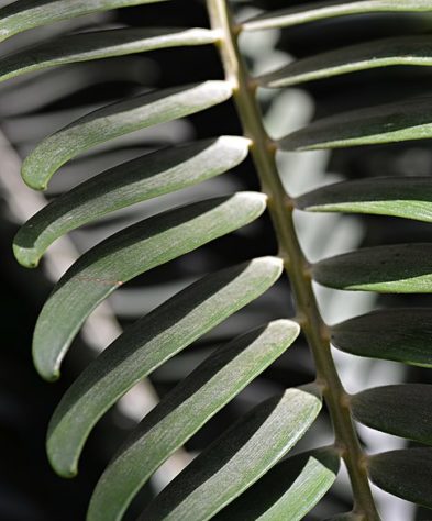 Cientistas tentam encontrar fêmea para planta mais solitária do mundo - Encephalartos woodii