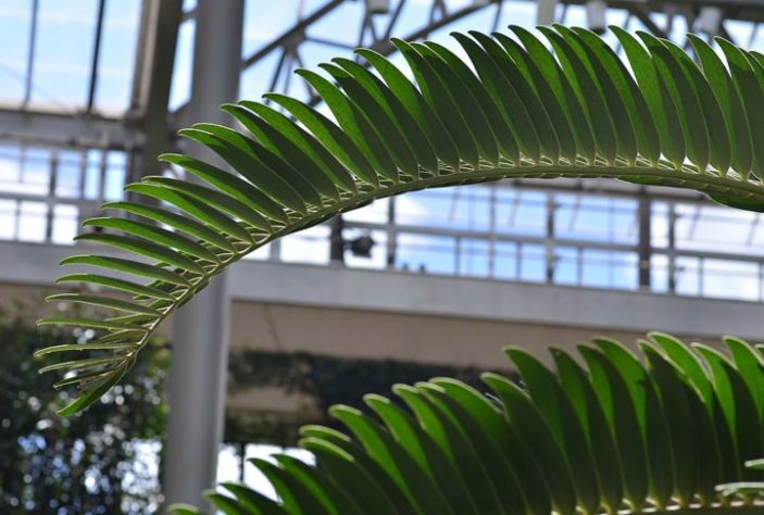 Cientistas tentam encontrar fêmea para planta mais solitária do mundo - Encephalartos woodii