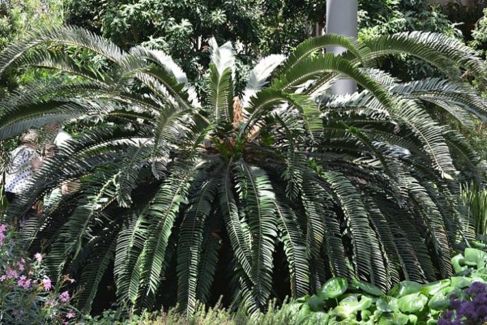 Cientistas tentam encontrar fêmea para planta mais solitária do mundo - Encephalartos woodii
