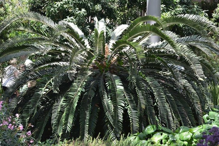 Elas tÃªm um formato arqueado que dÃ¡ a Encephalartos woodii uma copa densa em formato de guarda-chuva. 