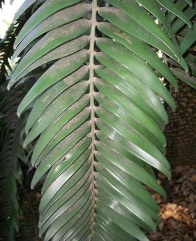 Cientistas tentam encontrar fêmea para planta mais solitária do mundo - Encephalartos woodii