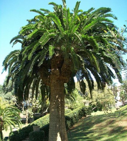 Cientistas tentam encontrar fêmea para planta mais solitária do mundo - Encephalartos woodii