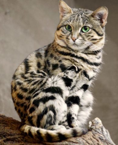 Gato-bravo-de-patas-negras
