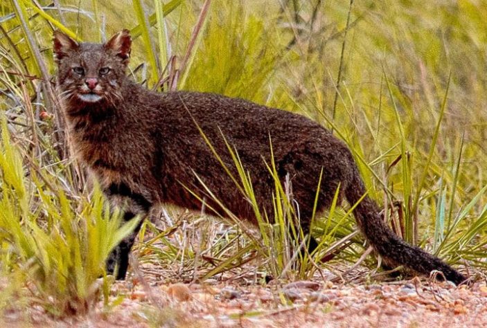 Gato-dos-pampas