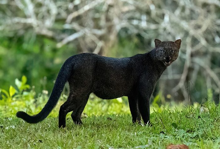 Gato-mourisco
