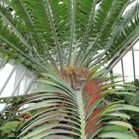 Cientistas tentam encontrar fêmea para planta mais solitária do mundo - Encephalartos woodii