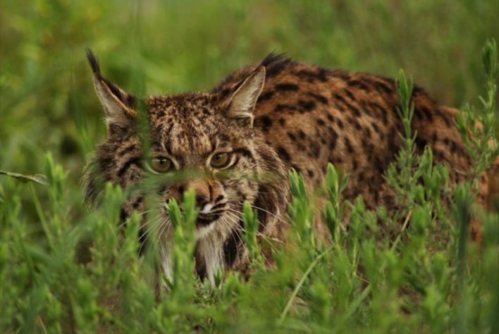Lince ibérico saiu da lista de animais ameaçados de extinção