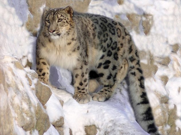 Leopardo-das-neves