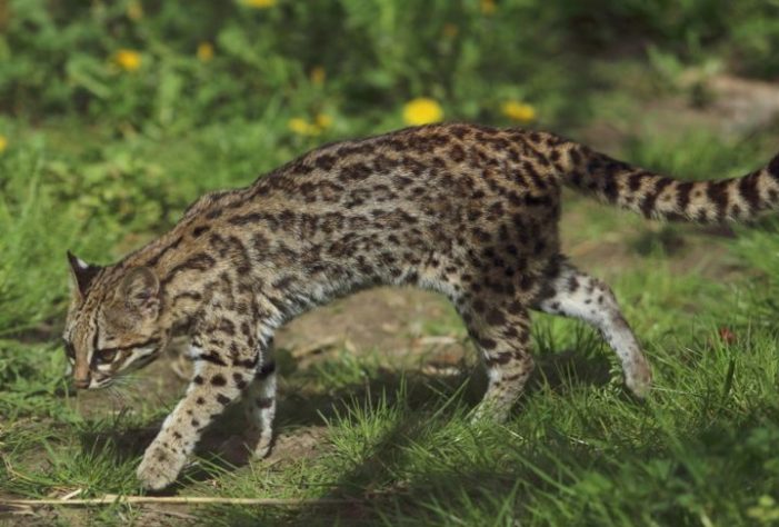 Gato-do-mato