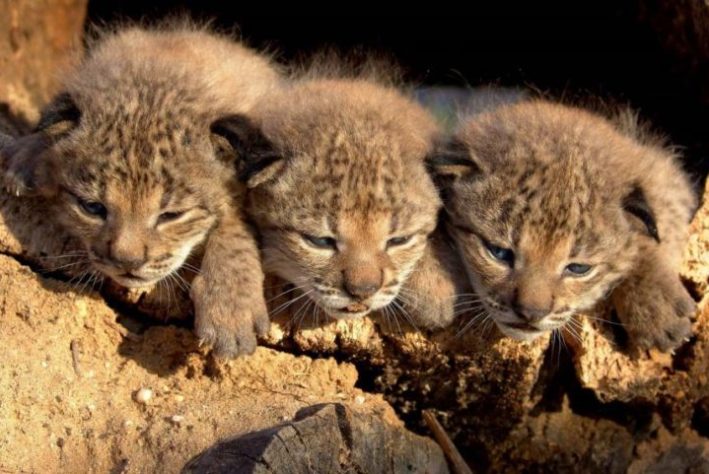 Lince ibérico saiu da lista de animais ameaçados de extinção