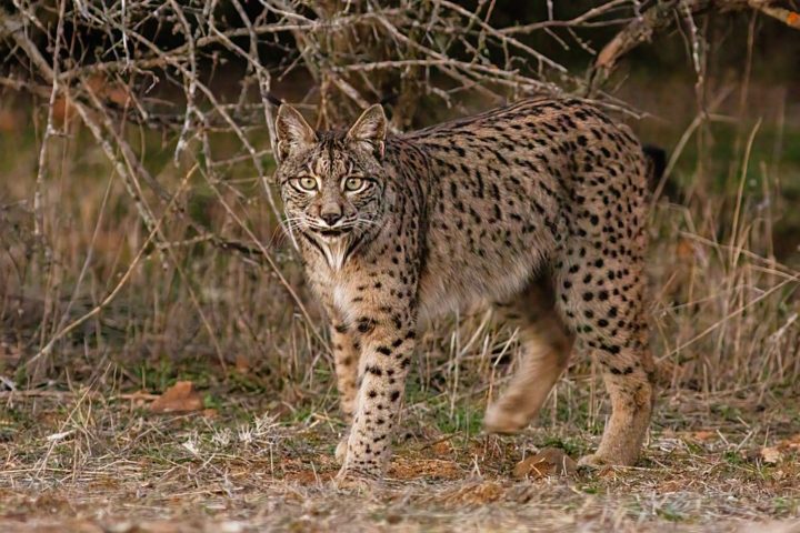 Durante as décadas de 1980 e 1990, Portugal foi o centro de uma campanha intitulada "Salvem o Lince e a Serra da Malcata", que deu início aos esforços de conservação do lince ibérico.