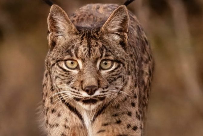 Lince raro é salvo e sai da lista de animais em alto risco de extinção