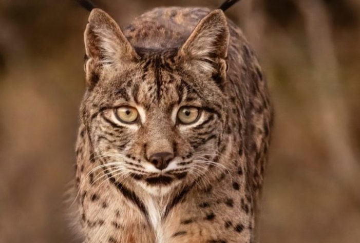 Lince ibérico saiu da lista de animais ameaçados de extinção