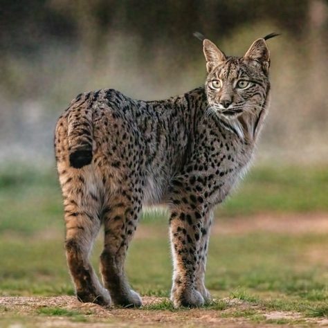 Lince ibérico saiu da lista de animais ameaçados de extinção