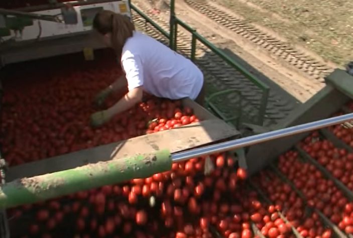 Mulher trabalhando na colheita de tomates