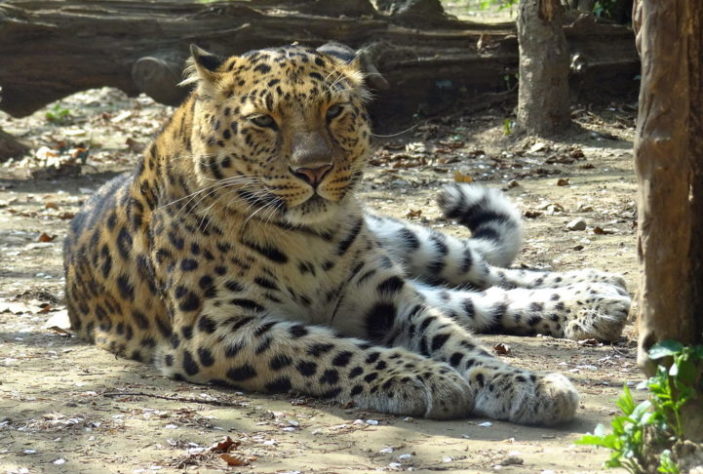 Leopardo-de-Amur