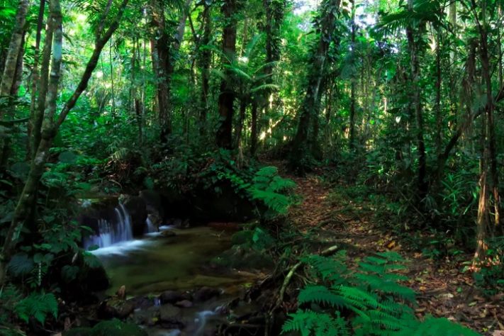 Parque Serra do Mar, Cubatão - SP