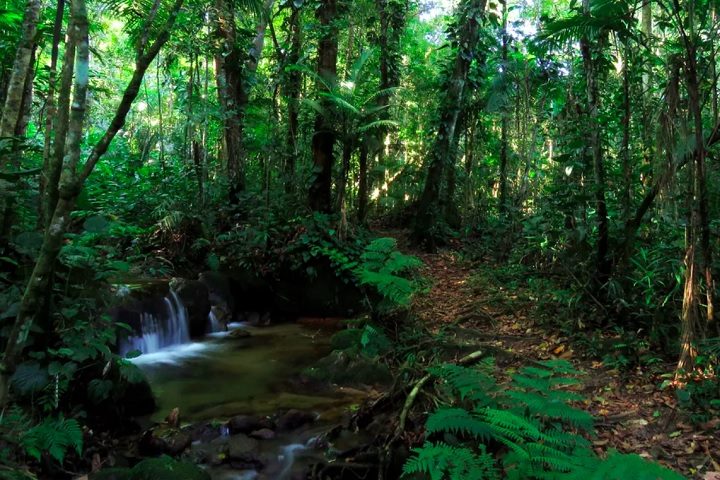 Para os amantes da natureza, CubatÃ£o reserva algumas surpresas. Um exemplo Ã© o Parque Estadual da Serra do Mar, que oferece belas paisagens e oportunidades para o ecoturismo.